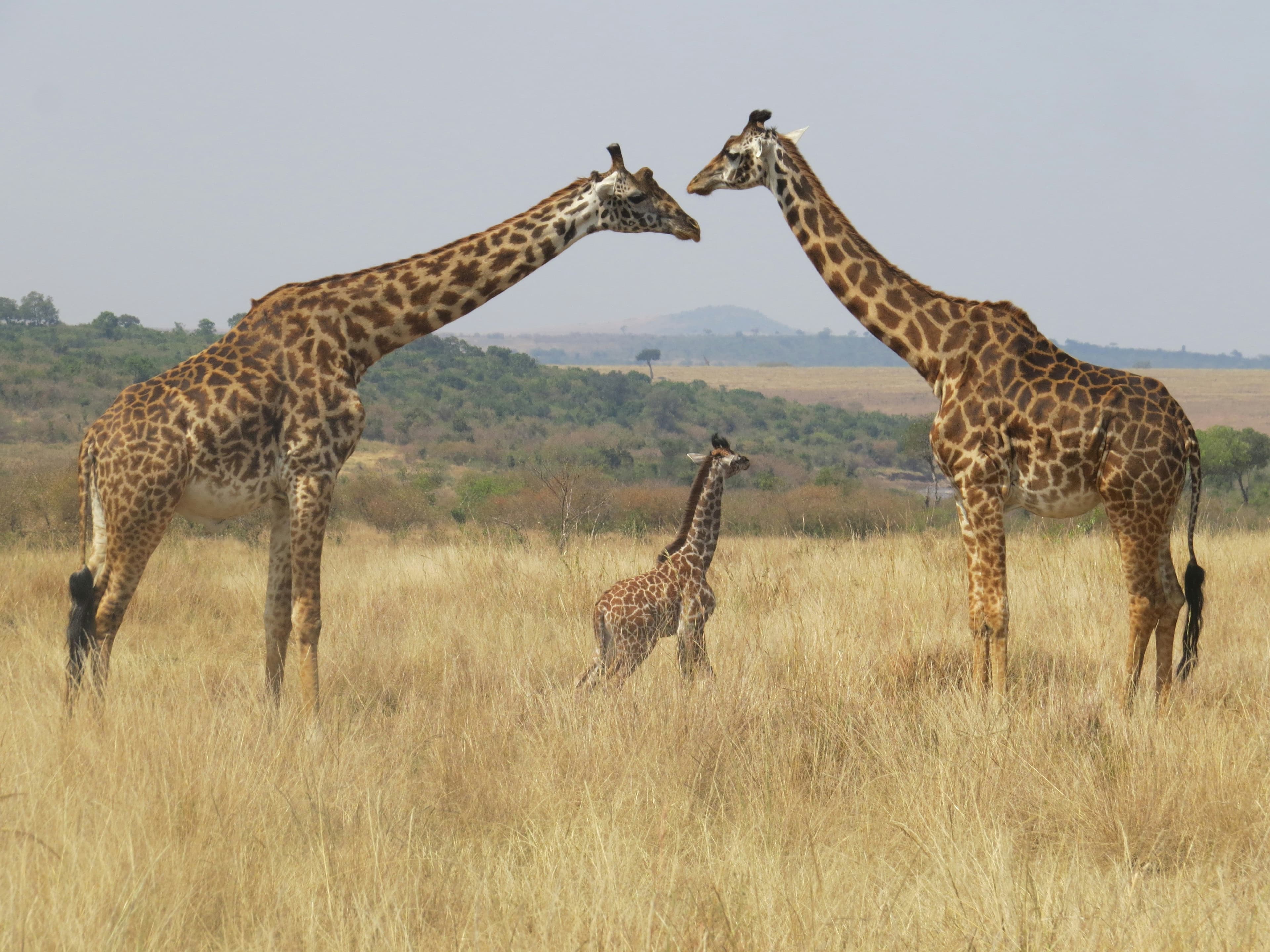 Kenya — Safari on the Maasai Mara